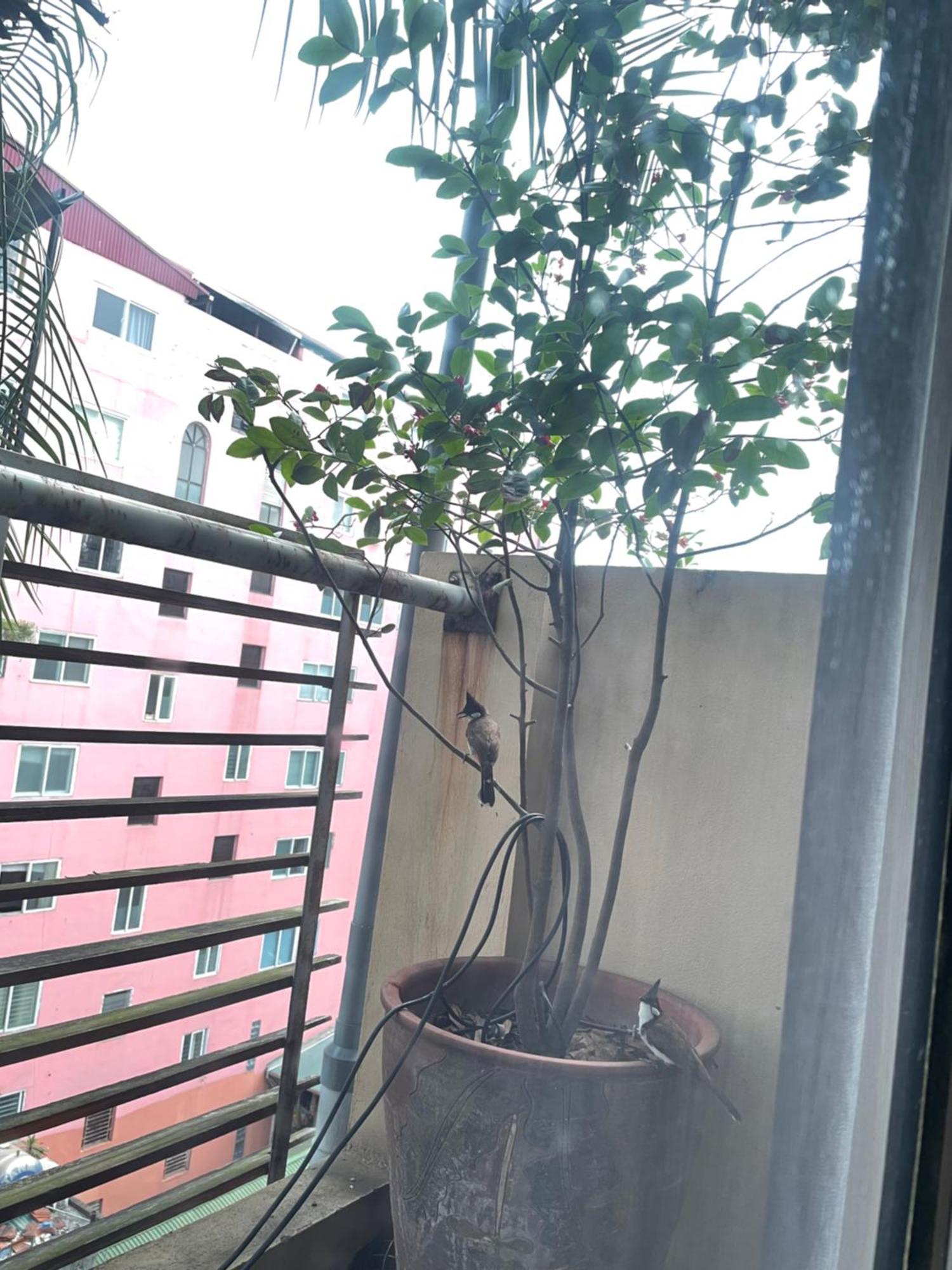 May Residence-800M From Opera House ฮานอย ภายนอก รูปภาพ